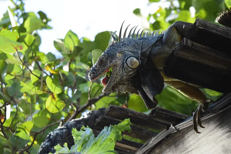 What Do Iguanas Eat In The Wild? | Reptilia Planet