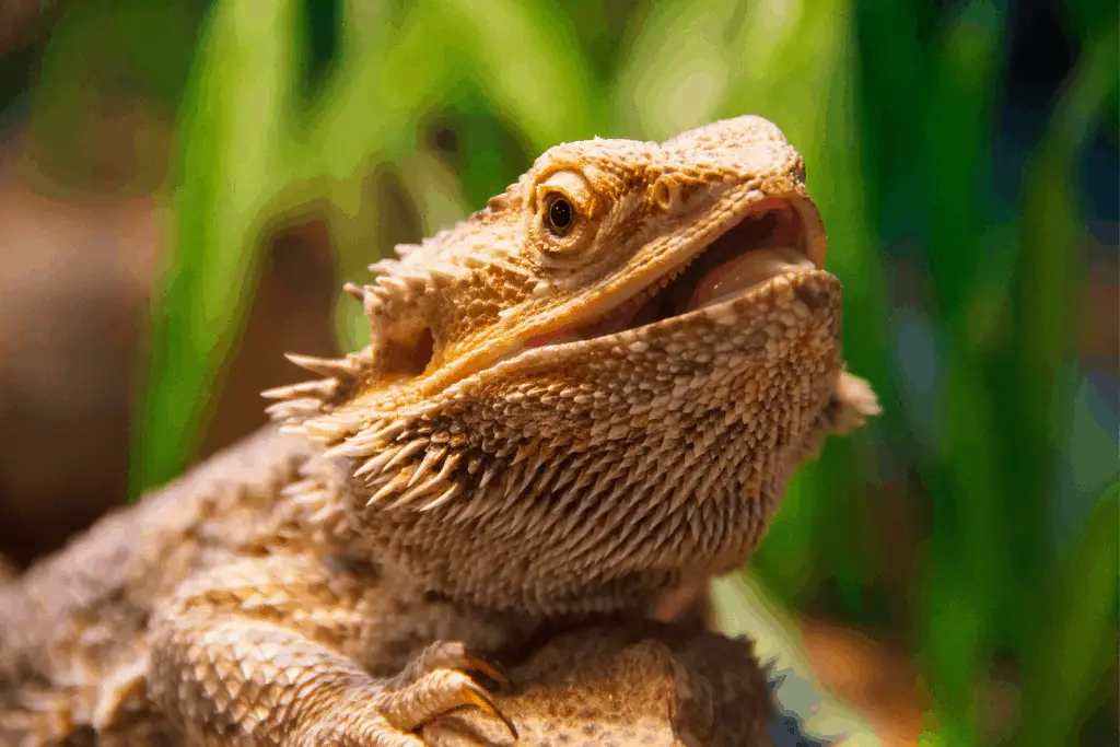 Can (And Should) Bearded Dragons Eat kale? | Reptilia Planet