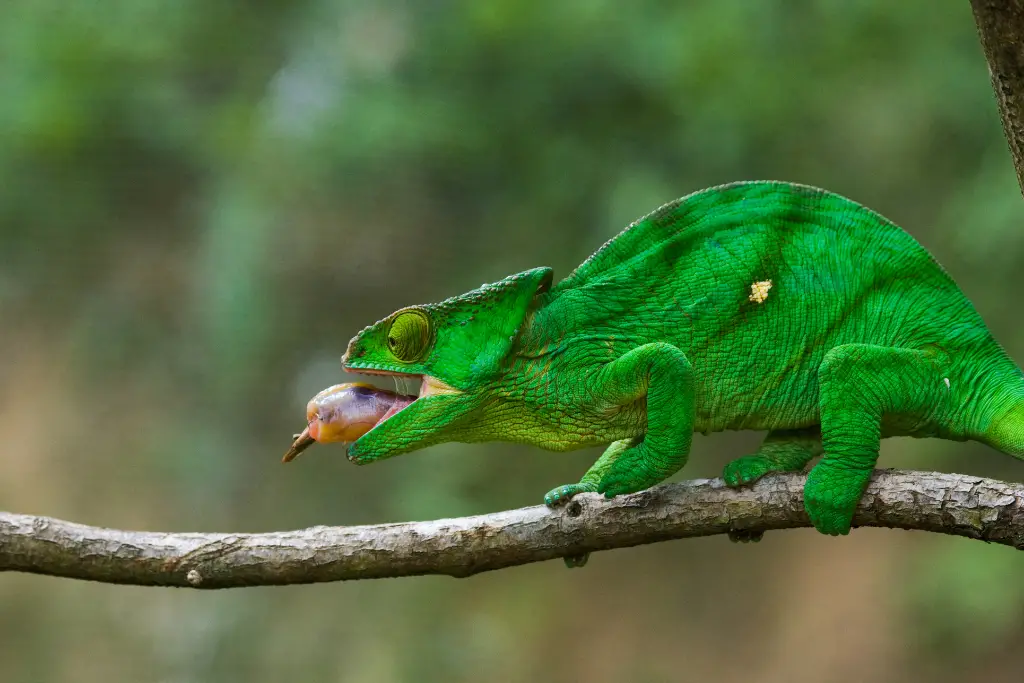 Can Chameleons Really Eat Bananas? | Reptilia Planet