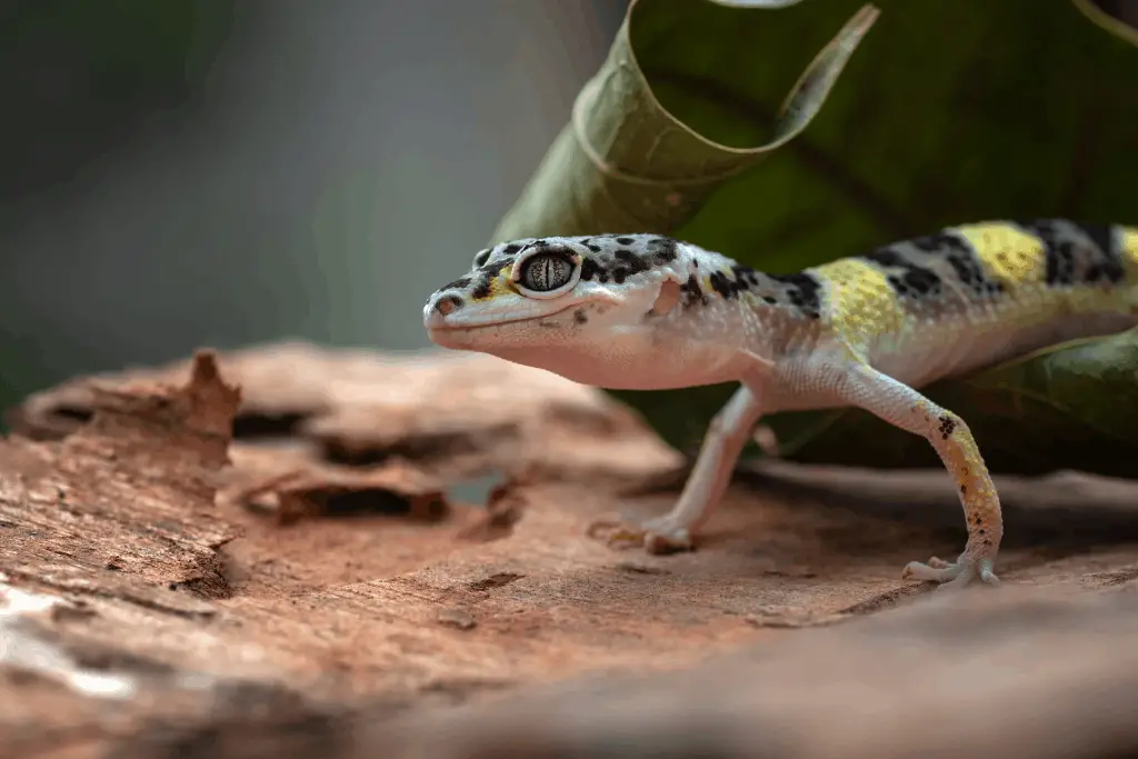 Can Leopard Geckos Swim? Read This First! | Reptilia Planet