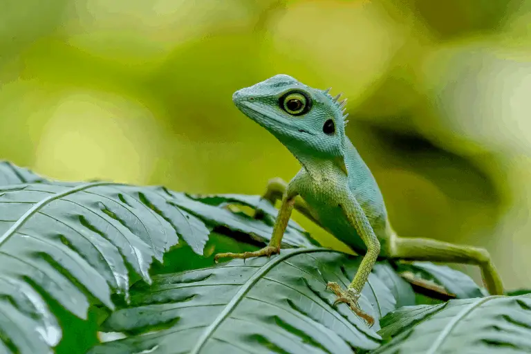 do-geckos-eat-cockroaches-are-they-safe-reptilia-planet