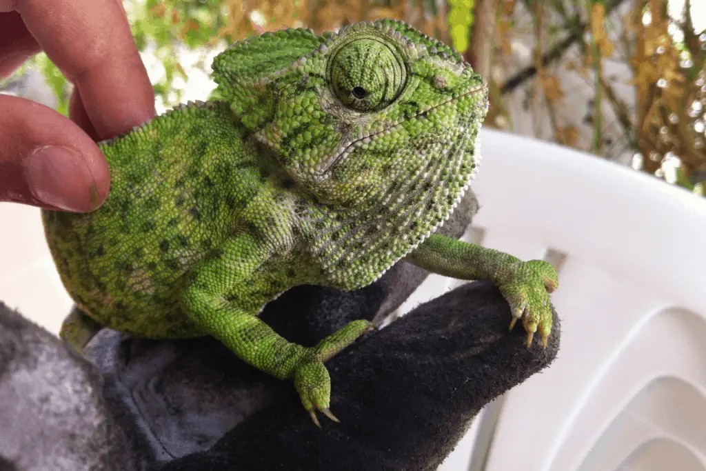 Are Chameleons Dangerous? Detailed Guide | Reptilia Planet