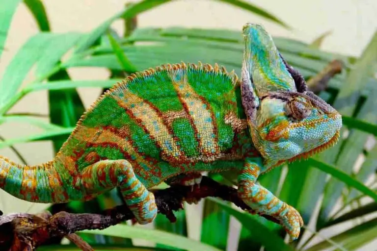 Are Chameleons Dangerous? Detailed Guide – Reptilia Planet