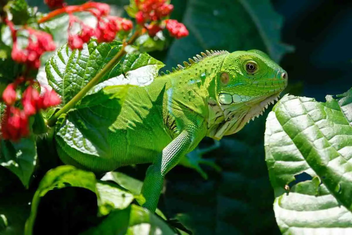 What Do Iguanas Eat In The Wild? Reptilia