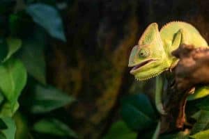 8 Reasons Why Chameleons Hiss: How To Avoid It! – Reptilia Planet