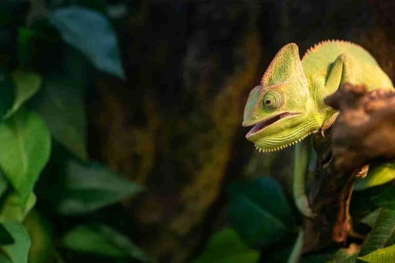 8 Reasons Why Chameleons Hiss: How To Avoid It! – Reptilia Planet