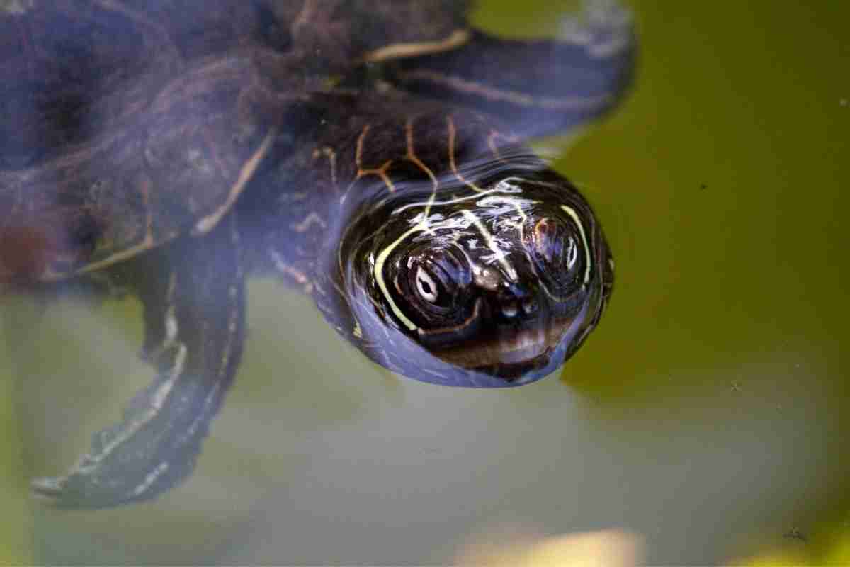 do-yellow-belly-turtles-sleep-underwater-reptilia-planet